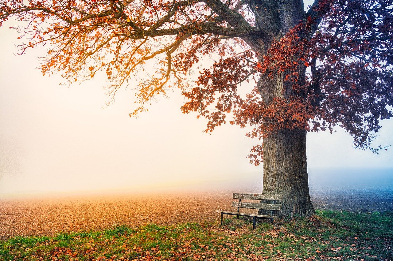 tree, park bench, autumn-6792528.jpg